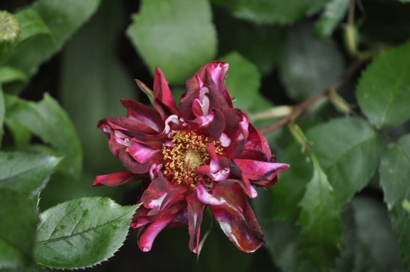 _DSC0005 - VARA 2021_2