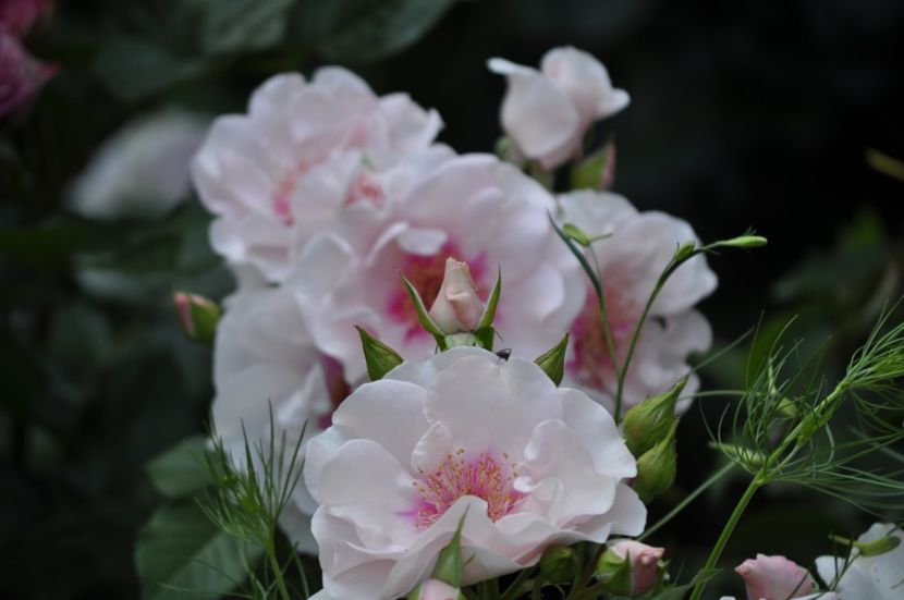 _DSC0007 - VARA 2021_2