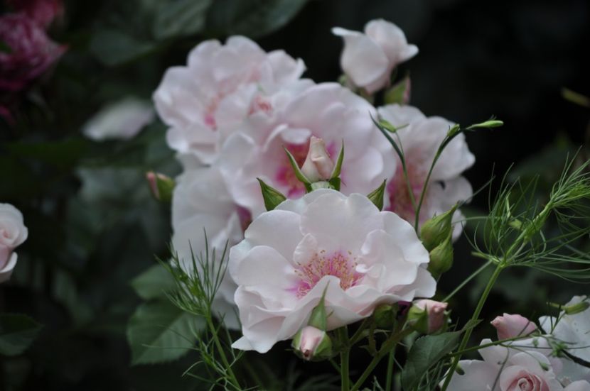 _DSC0008 - VARA 2021_2