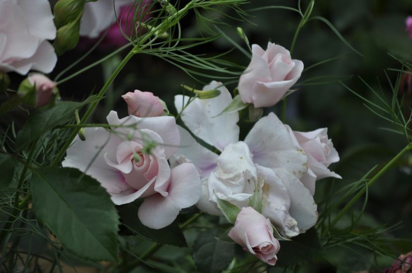 _DSC0009 - VARA 2021_2