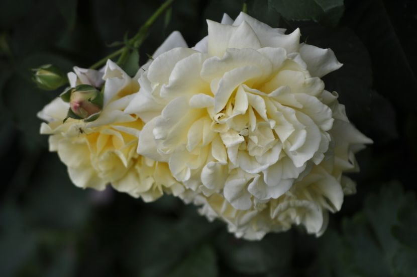 _DSC0013 - VARA 2021_2