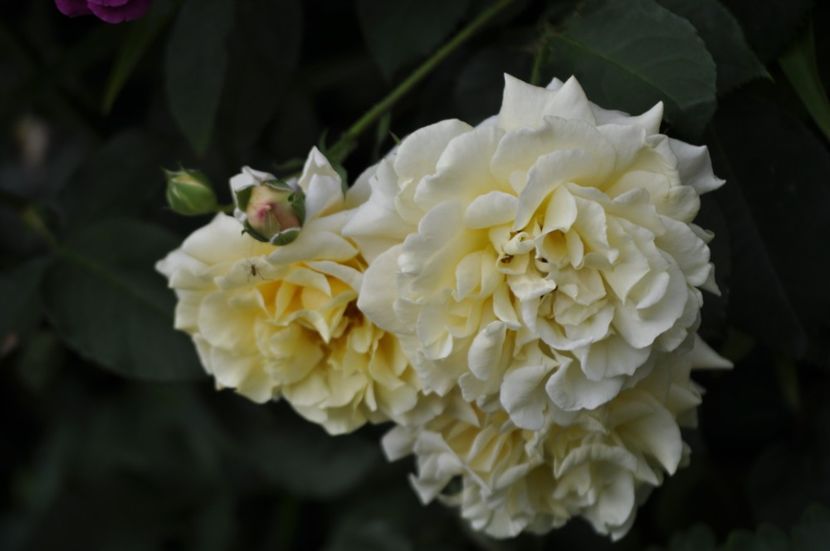 _DSC0014 - VARA 2021_2