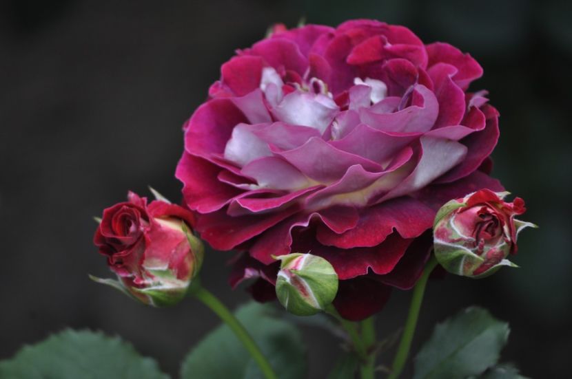 _DSC0017 - VARA 2021_2