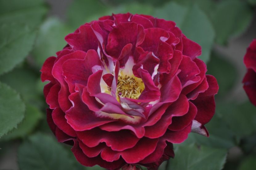 _DSC0018 - VARA 2021_2