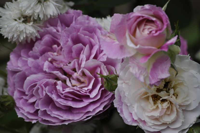 _DSC0021 - VARA 2021_2