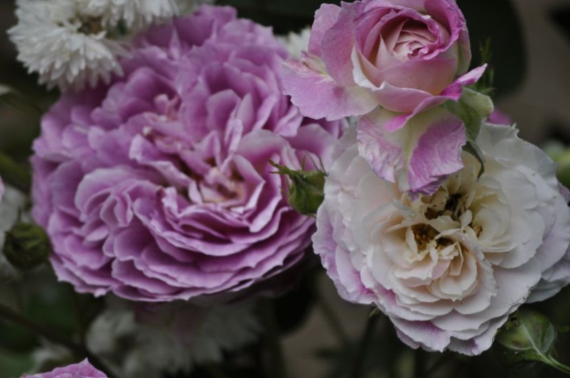 _DSC0022 - VARA 2021_2