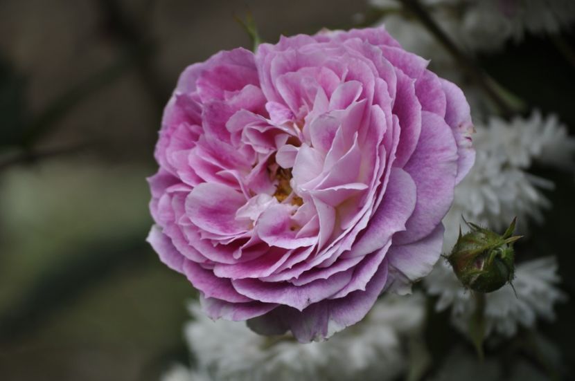 _DSC0023 - VARA 2021_2