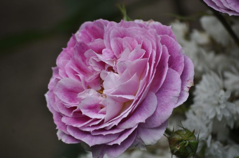 _DSC0025 - VARA 2021_2