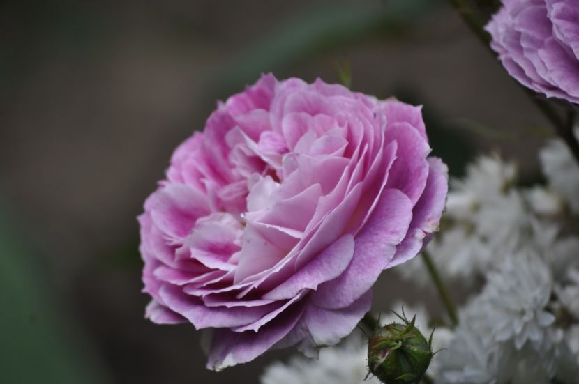 _DSC0029 - VARA 2021_2