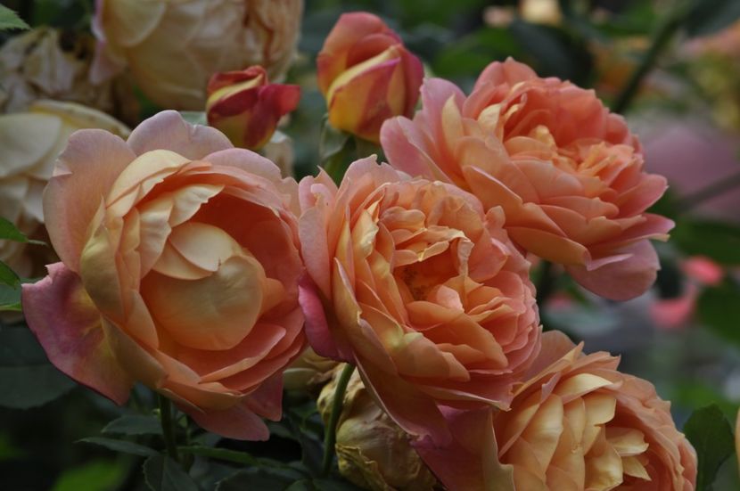 _DSC0031 - VARA 2021_2