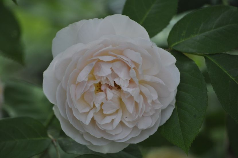 _DSC0032 - VARA 2021_2