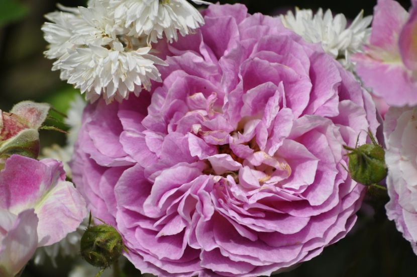 _DSC0033 - VARA 2021_2