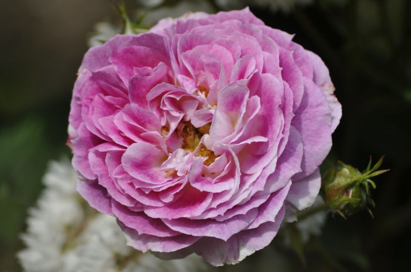 _DSC0034 - VARA 2021_2