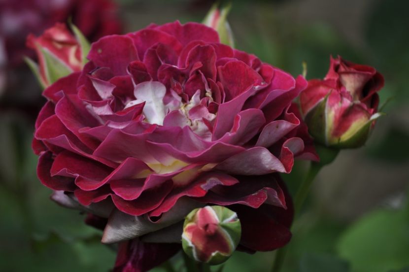 _DSC0036 - VARA 2021_2