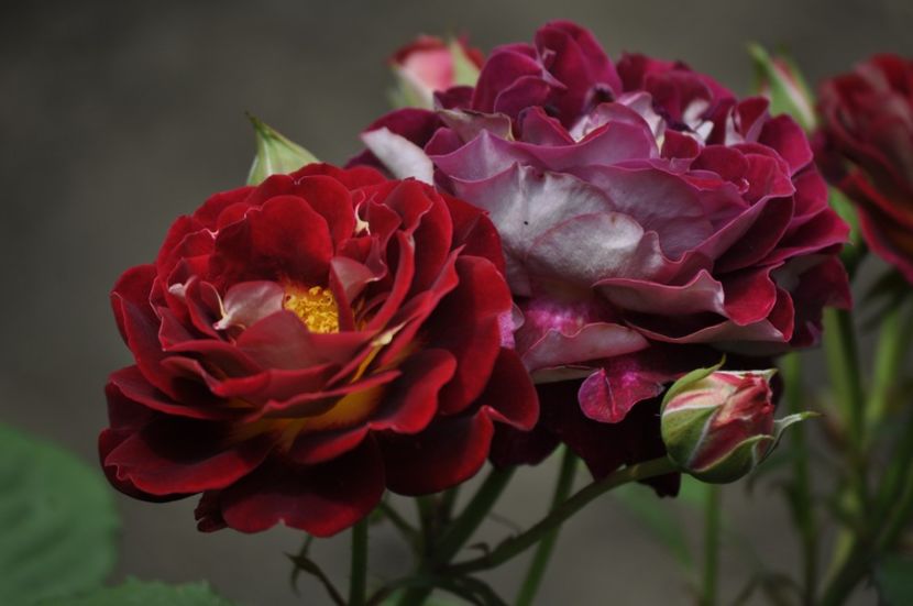 _DSC0039 - VARA 2021_2