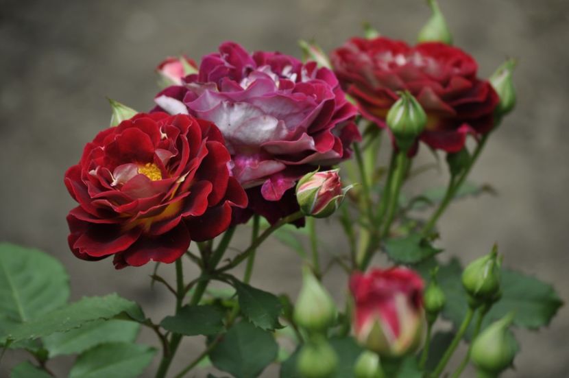 _DSC0040 - VARA 2021_2