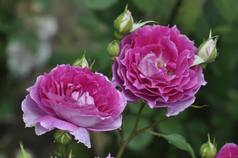 _DSC0042 - VARA 2021_2