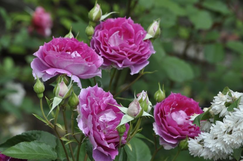 _DSC0043 - VARA 2021_2