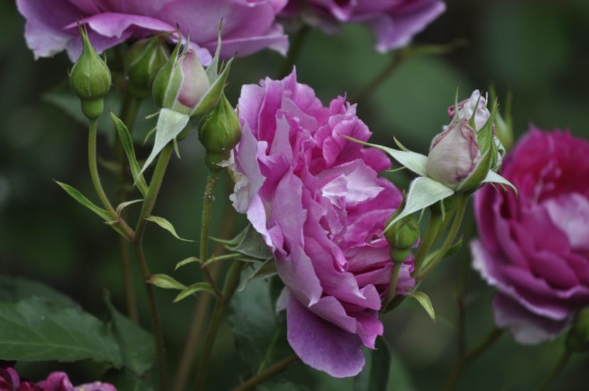 _DSC0044 - VARA 2021_2