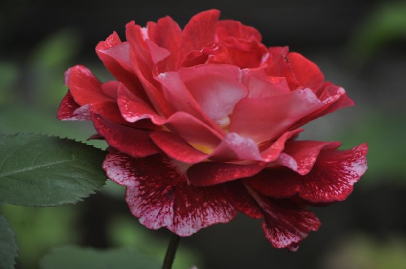 _DSC0046 - VARA 2021_2