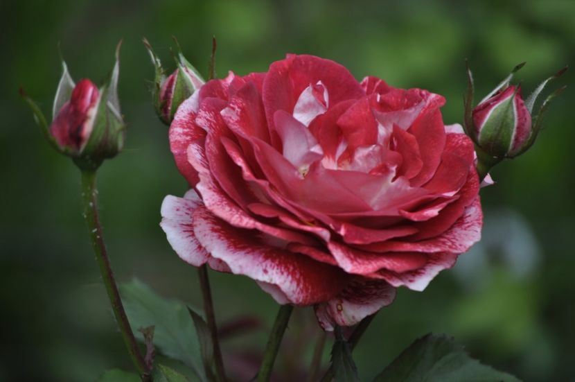 _DSC0048 - VARA 2021_2