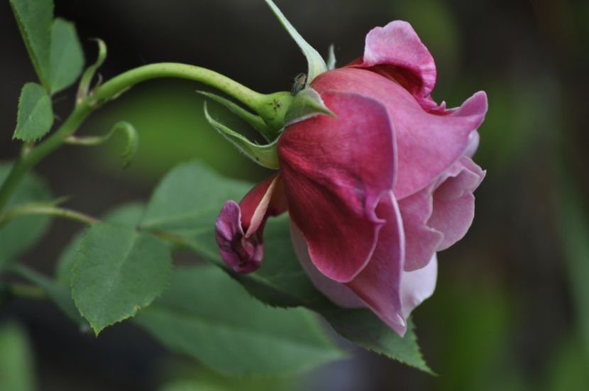 _DSC0050 - VARA 2021_2