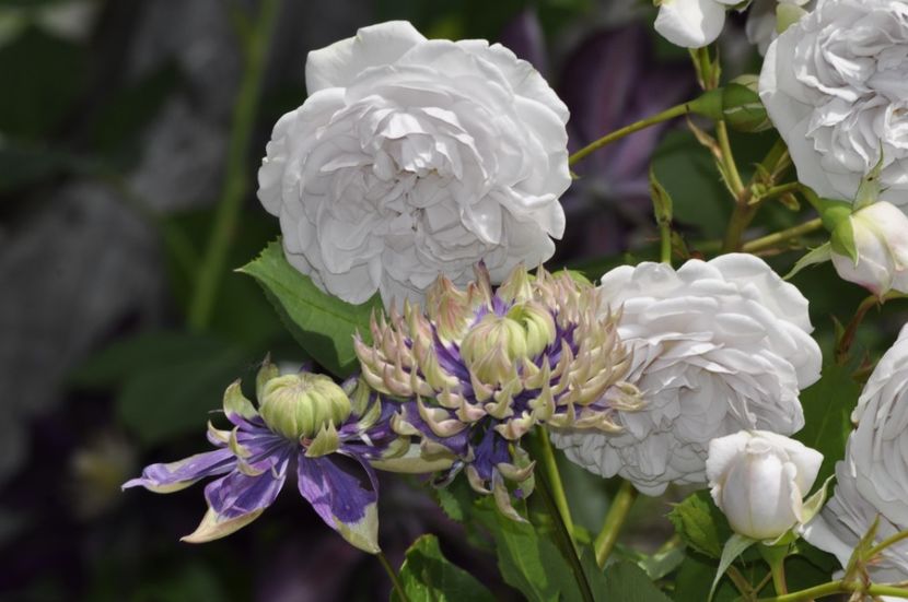 _DSC0054 - VARA 2021_2