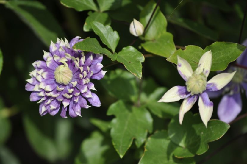 _DSC0057 - VARA 2021_2