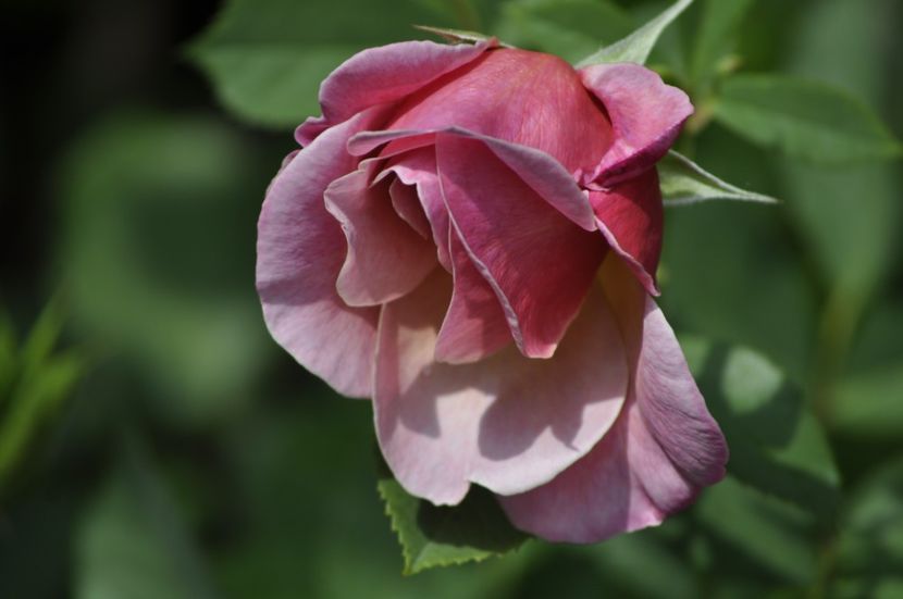 _DSC0060 - VARA 2021_2