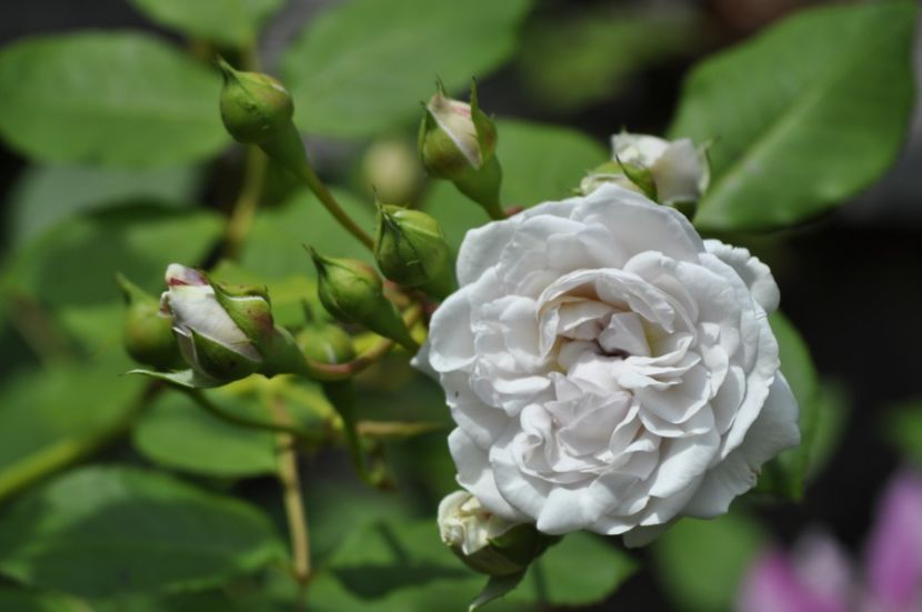 _DSC0061 - VARA 2021_2