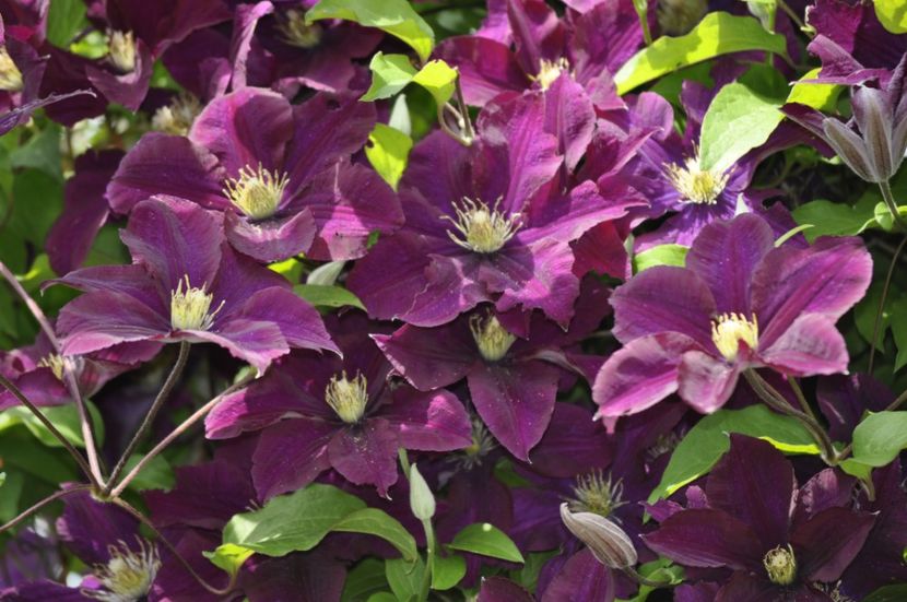 _DSC0062 - VARA 2021_2