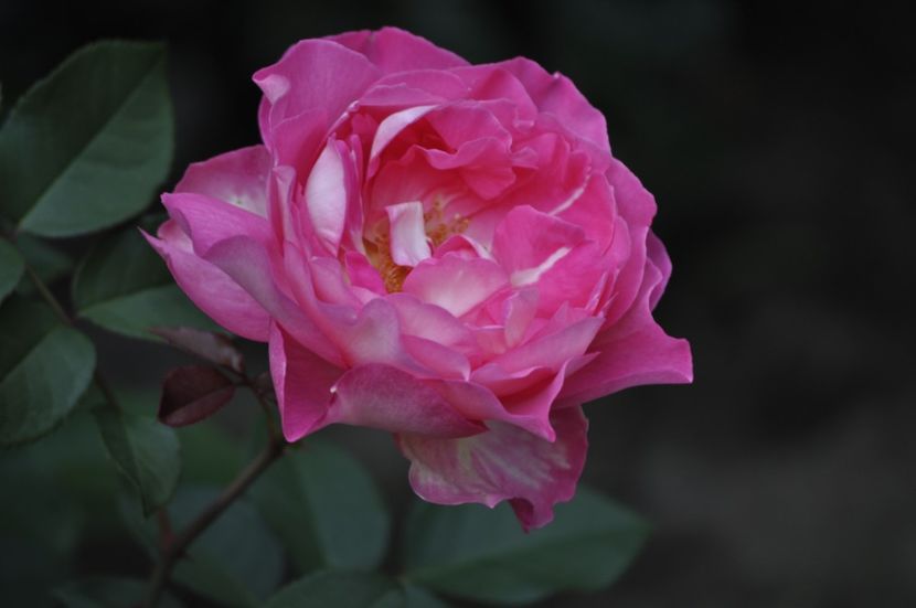 _DSC0064 - VARA 2021_2