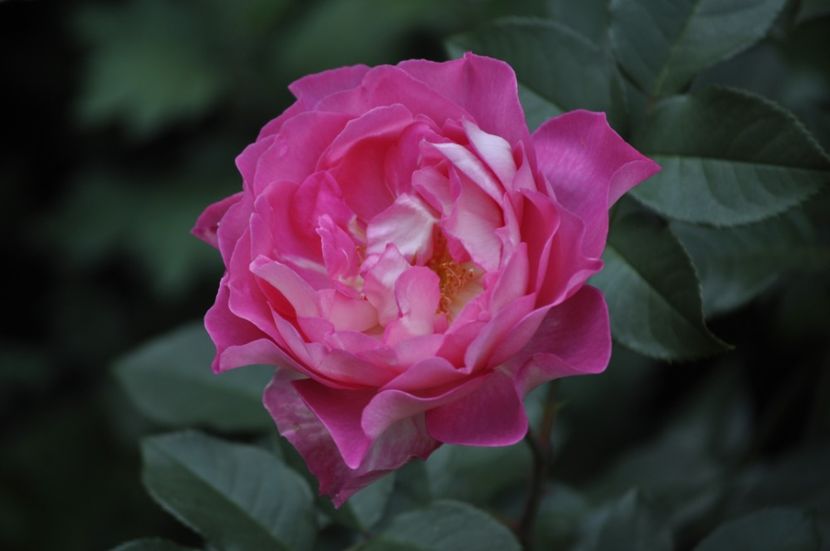 _DSC0066 - VARA 2021_2