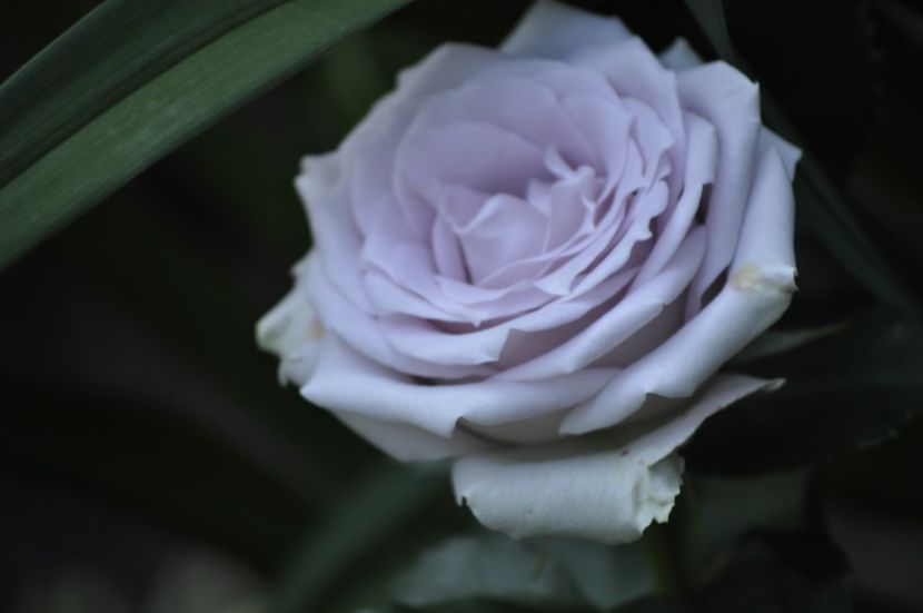 _DSC0070 - VARA 2021_2