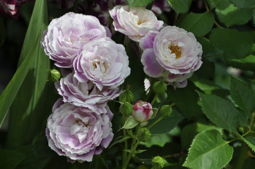 _DSC0078 - VARA 2021_2