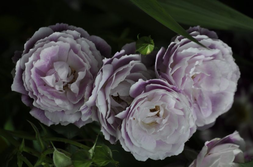 _DSC0079 - VARA 2021_2