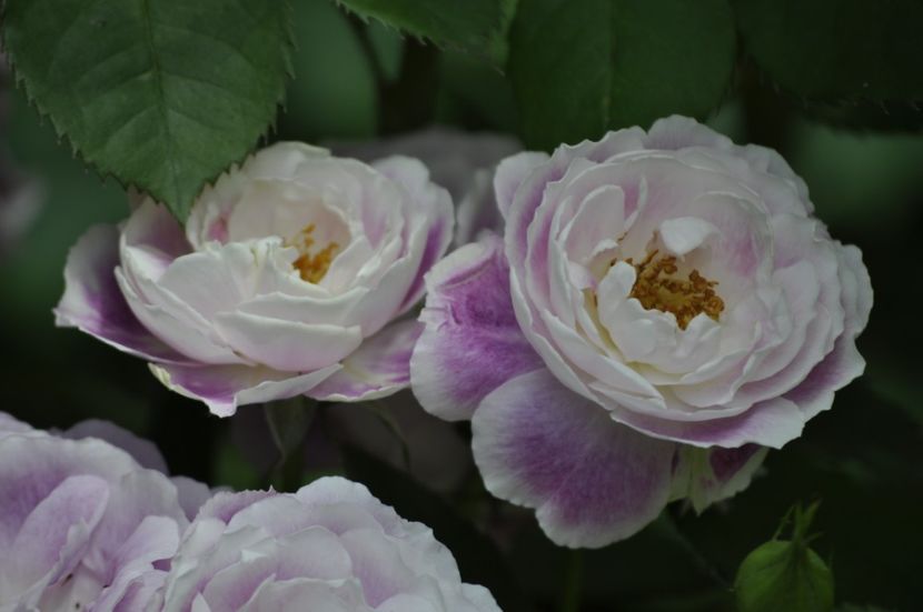 _DSC0080 - VARA 2021_2