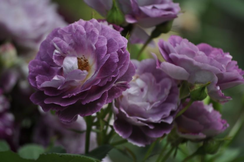 _DSC0081 - VARA 2021_2