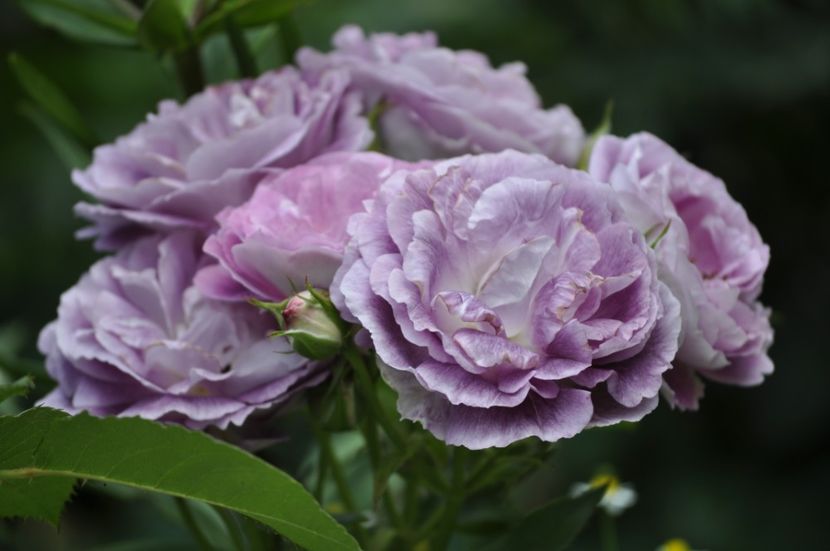 _DSC0082 - VARA 2021_2