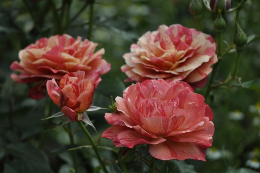 _DSC0083 - VARA 2021_2