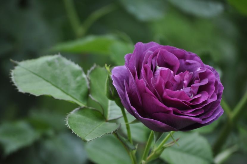 _DSC0086 - VARA 2021_2