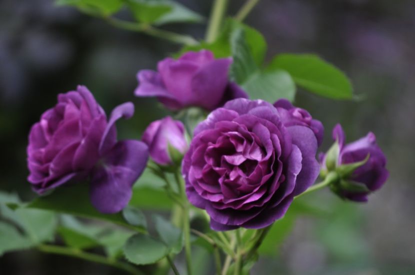 _DSC0089 - VARA 2021_2