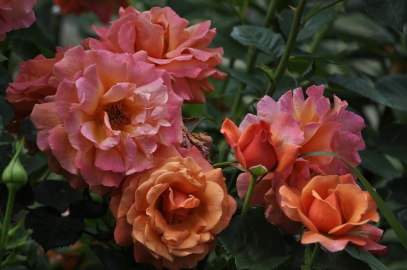 _DSC0090 - VARA 2021_2