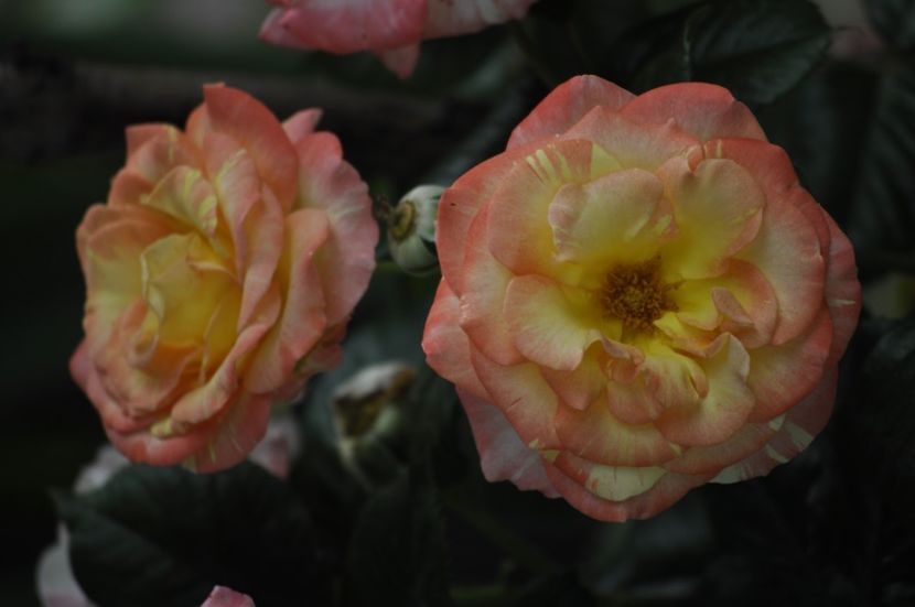 _DSC0093 - VARA 2021_2