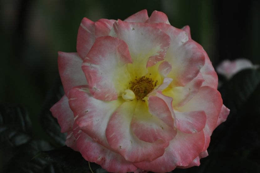 _DSC0094 - VARA 2021_2
