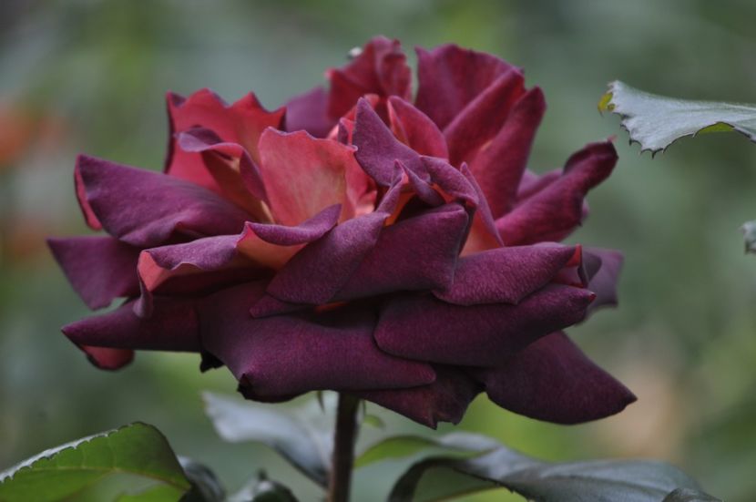 _DSC0095 - VARA 2021_2