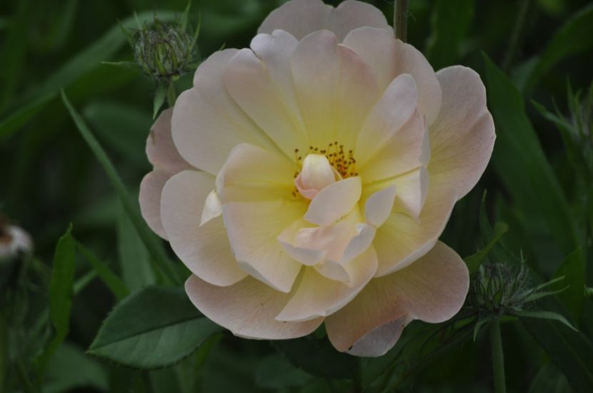 _DSC0097 - VARA 2021_2