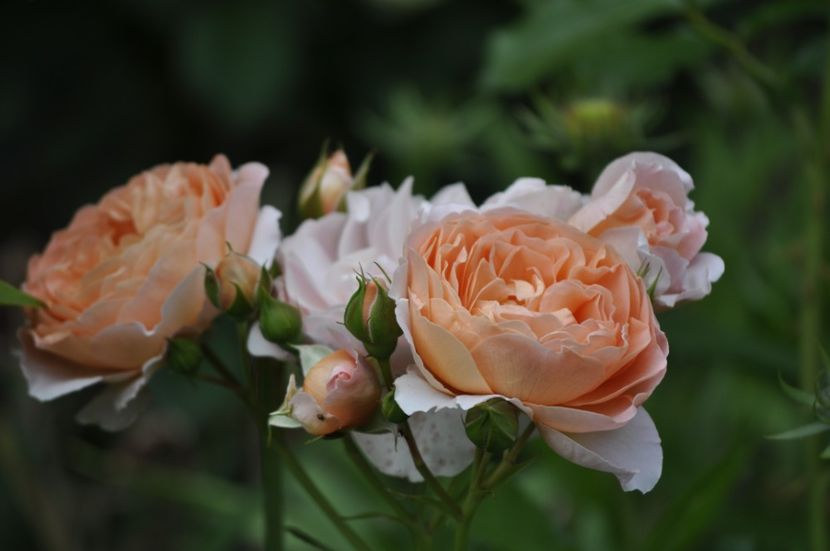 _DSC0098 - VARA 2021_2