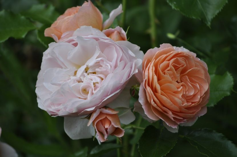 _DSC0100 - VARA 2021_2