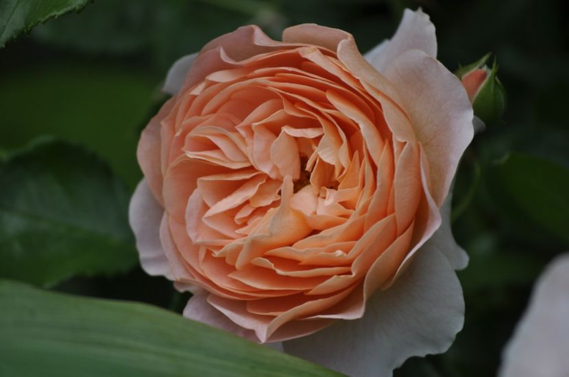 _DSC0101 - VARA 2021_2